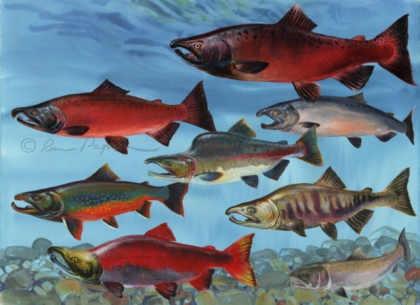 Northwest Salmon in Illustrations
